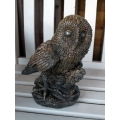 Umber Tawny Owl